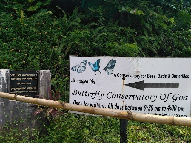 Butterfly Conservatory Of Goa_4_G